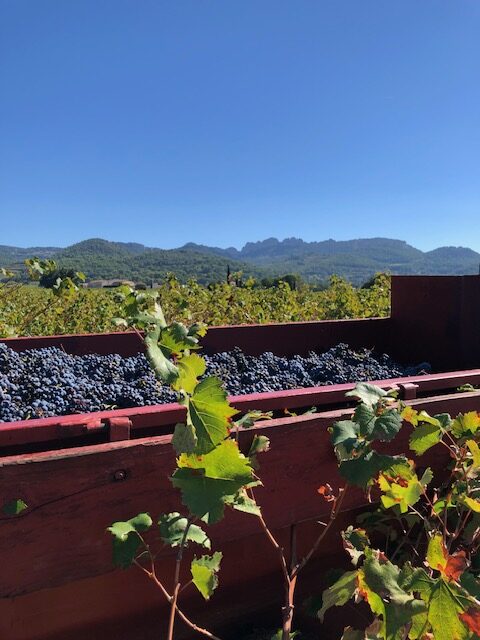 Vendanges 23 au Terme