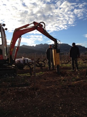travail_vigne