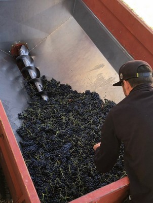 vendanges_3